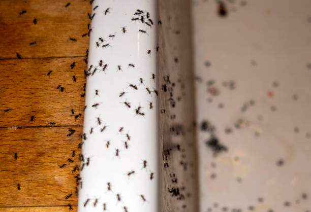 Best Termite Control Services  in Enigma, GA