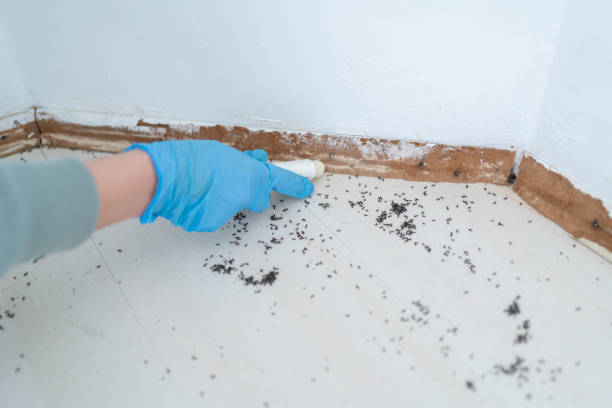 Trusted Enigma, GA Pest Control Experts